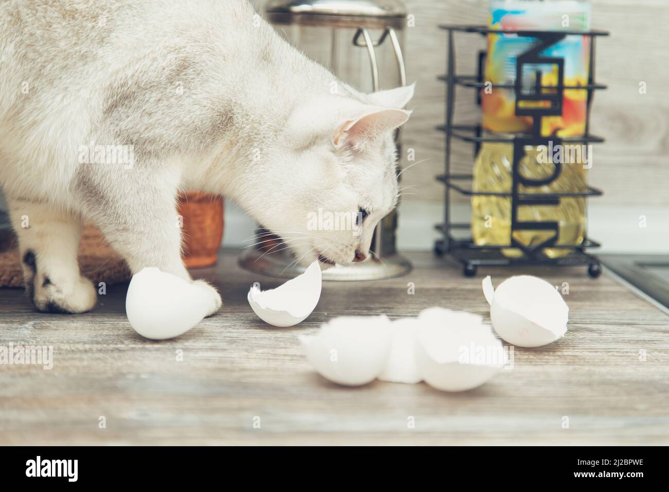 Lustige weiße britische Katze stiehlt Eierschalen aus der Küche. Stockfoto