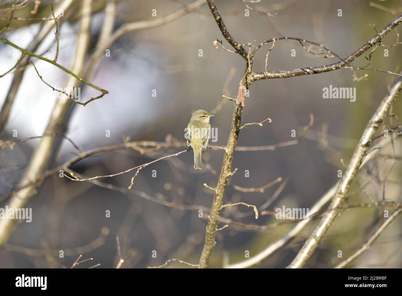 Nahaufnahme einer sonnenbeschienenen Rückansicht einer Gemeinen Chiffchaff (Phylloscopus collybita) mit Kopf nach rechts vom Bild gegen einen Zweig-Hintergrund, aufgenommen in Wales Stockfoto