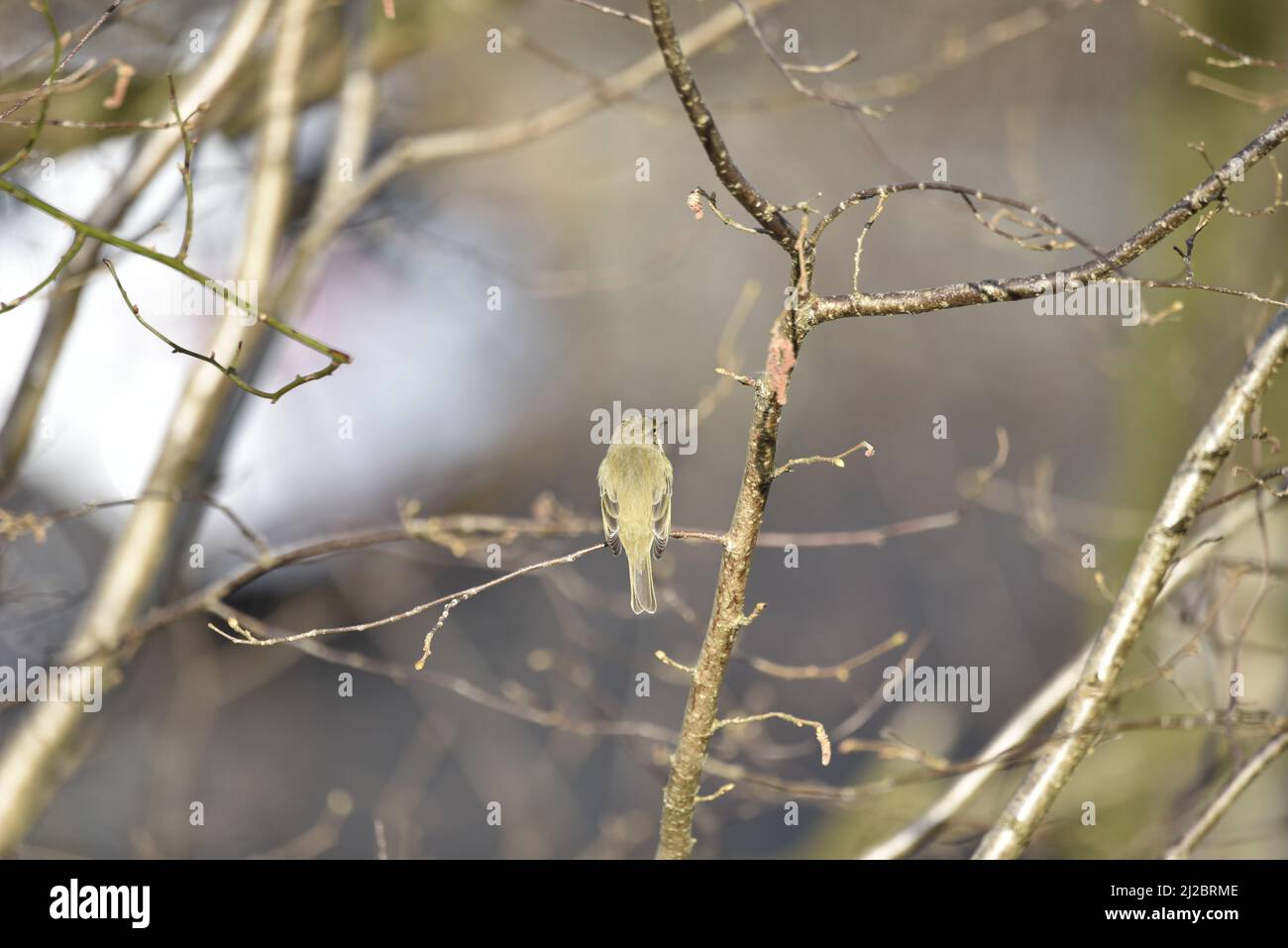 Nahaufnahme des Rückendetails eines Waldsänger (Phylloscopus collybita) mit Kopf an einem sonnigen Tag in Mid-Wales, Großbritannien, leicht nach rechts gedreht Stockfoto