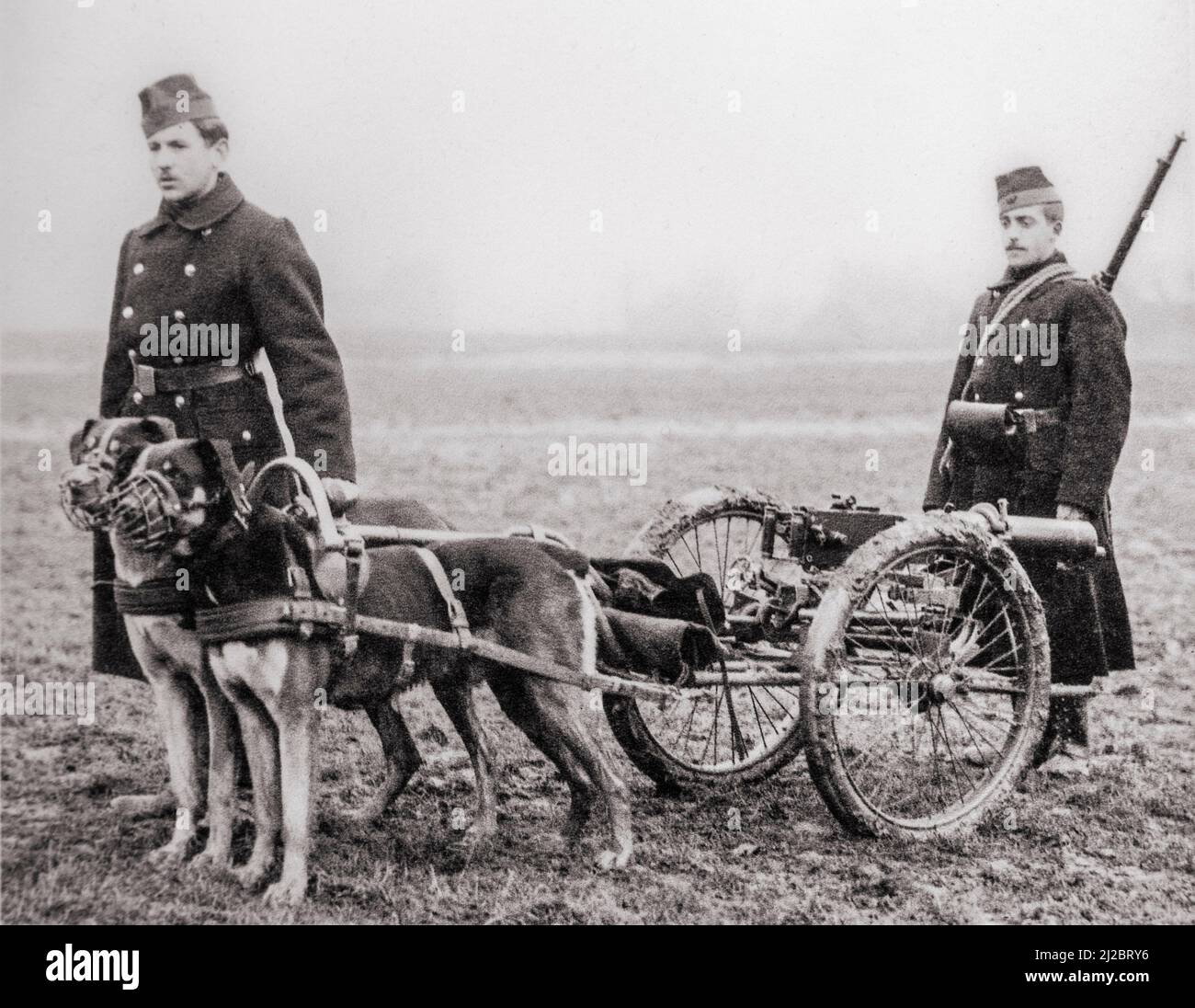 Altes Foto zeigt belgische Karabiner / leichte Infanterie des Ersten Weltkriegs mit Maxim-Maschinengewehr, das von belgischen Mastiff-Hunden während des Ersten Weltkriegs in Belgien gezogen wurde Stockfoto