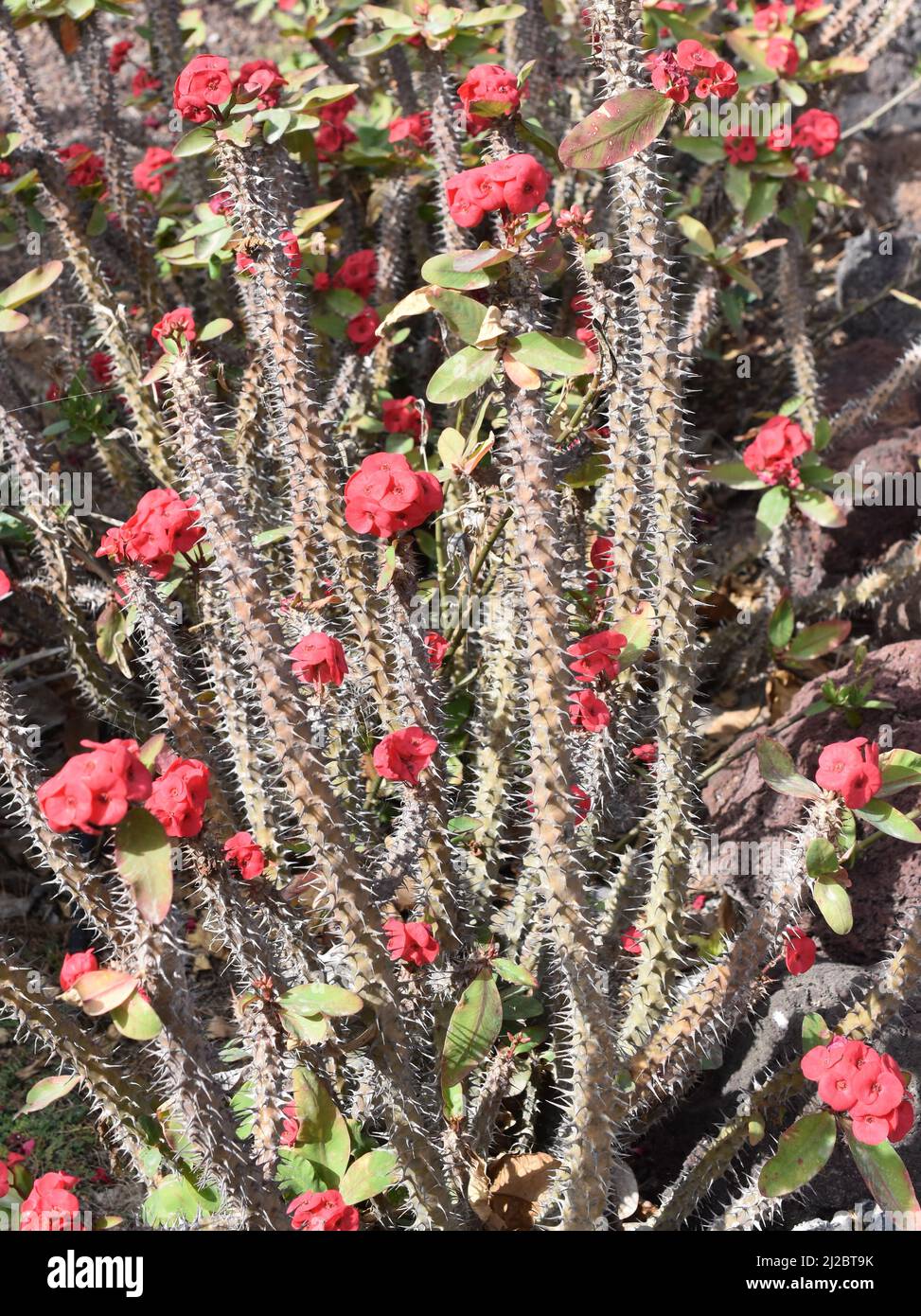 Blühende rote Christdorn-Pflanze, die mit scharfen Dornen bepflanzt ist Stockfoto