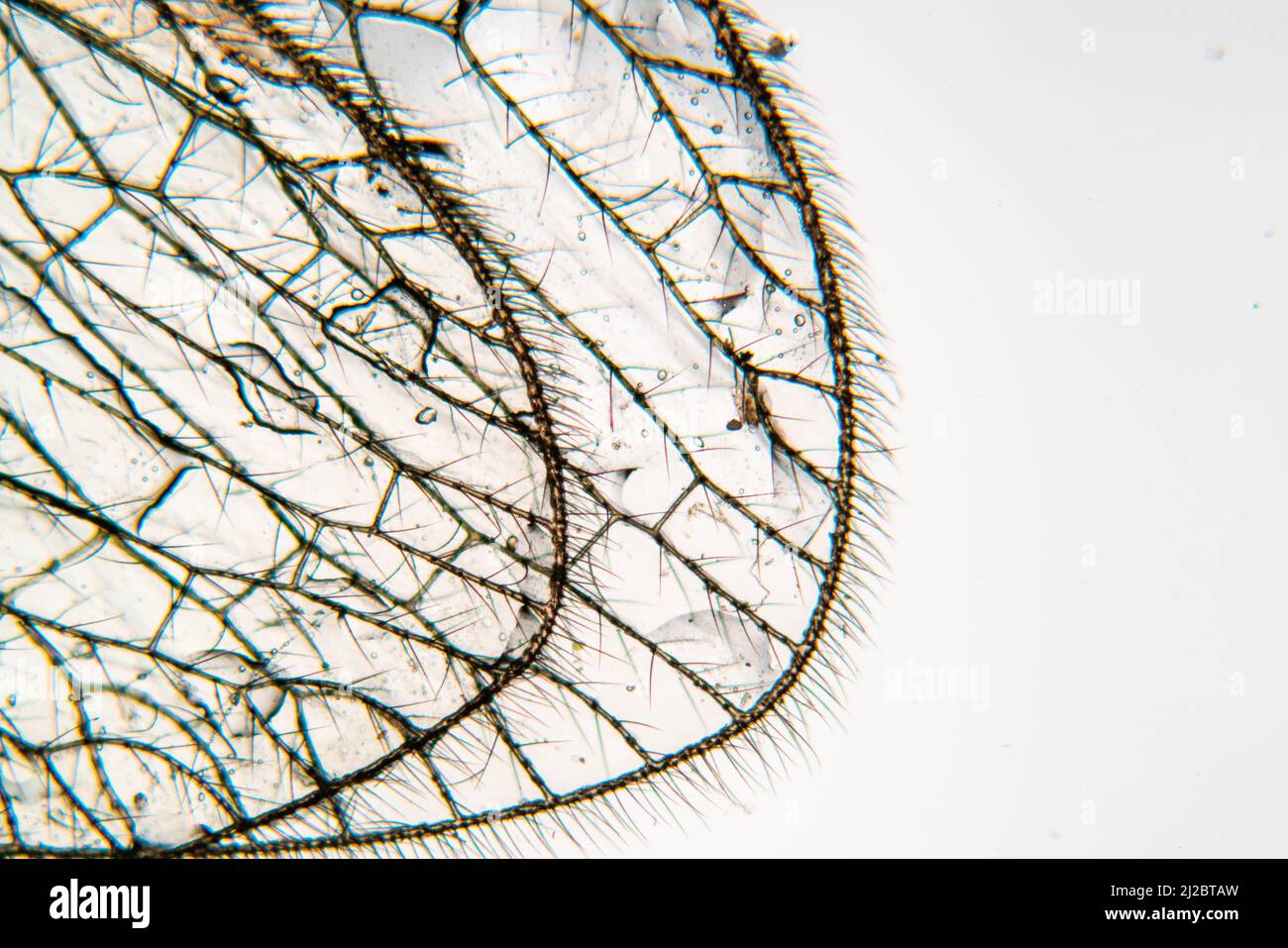 Insektenflügel unter dem Mikroskop Stockfoto