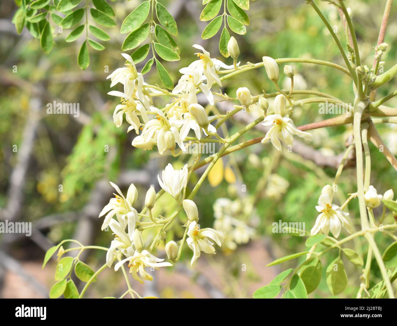 Nahaufnahme von weißen, gelbblühenden Blüten auf einem Drumstick-Baum Moringa oleifera Stockfoto