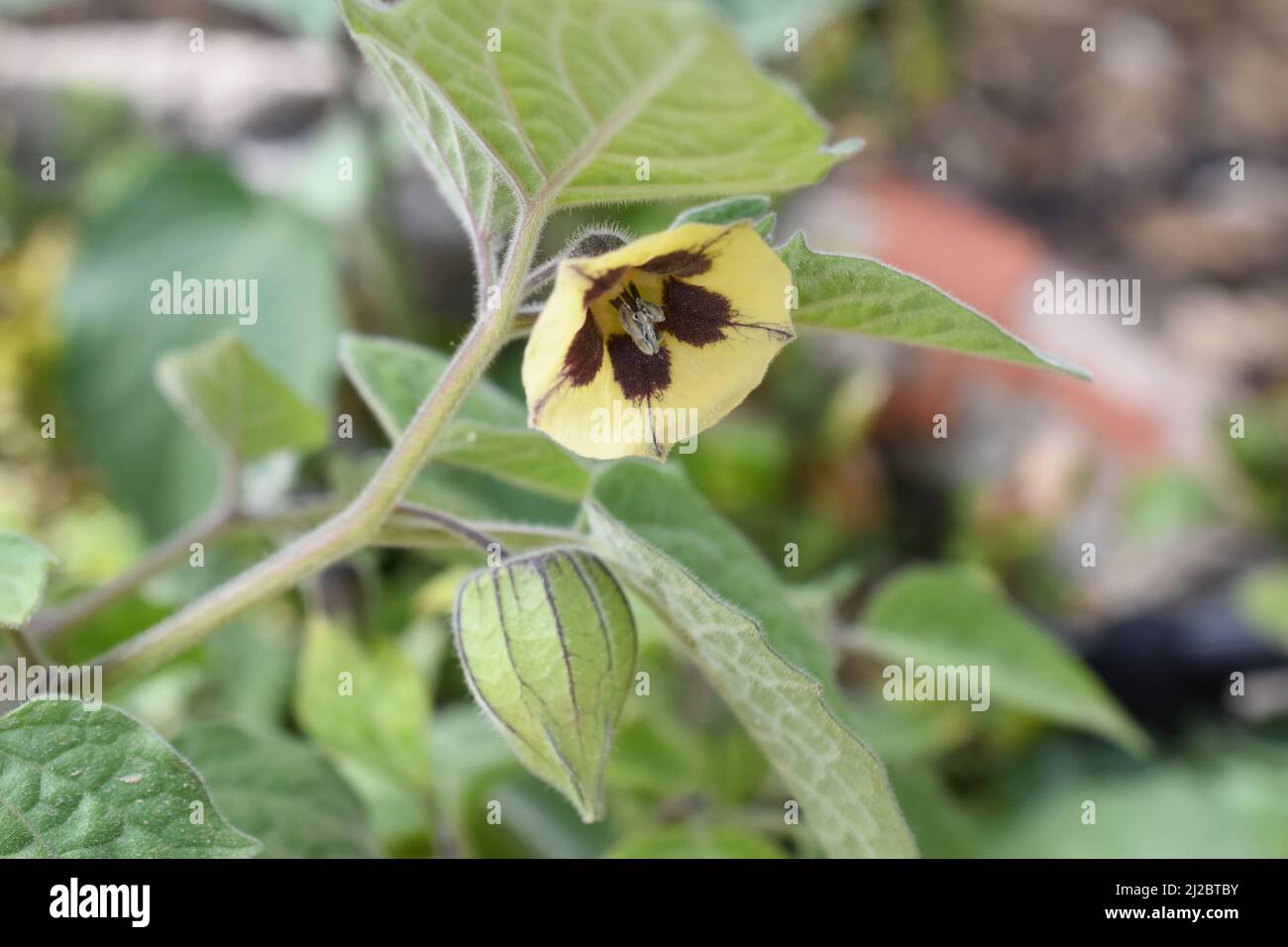 Blume und unreife Samenpflanze auf Kapgansbeere Physalis peruviana Pflanze Stockfoto