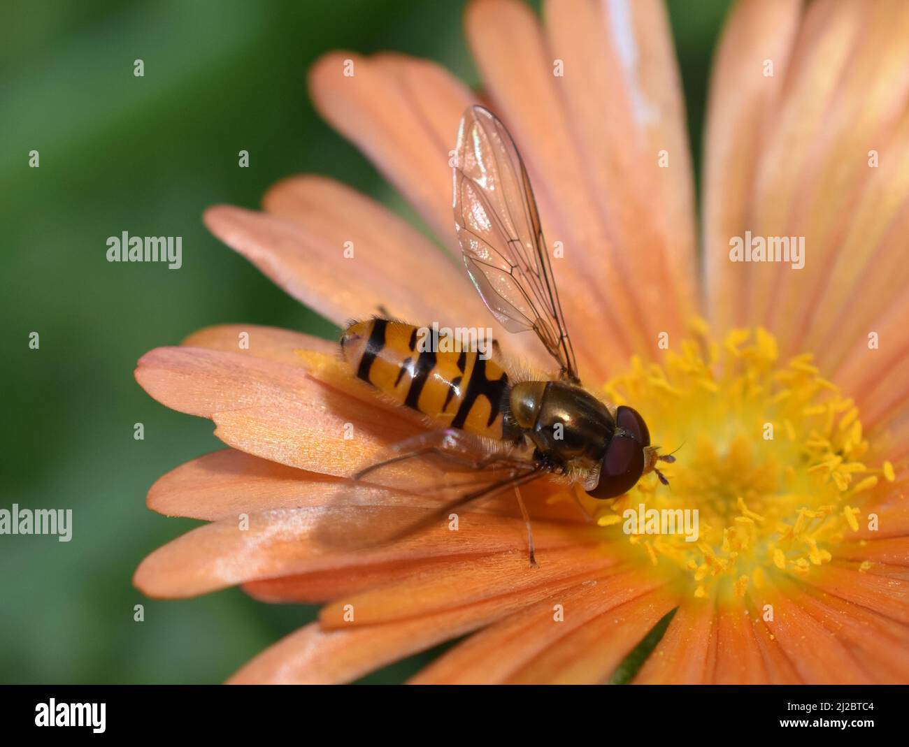 Die Marmelade schwebenfliege Episyrphus balteatus sitzt in einer orangefarbenen Blume Stockfoto
