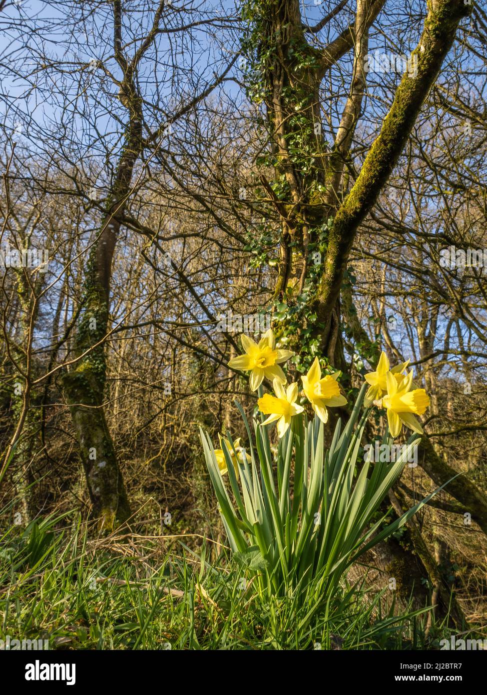 Frühlingswald mit Narzissenblüten, Devon, England. Stockfoto