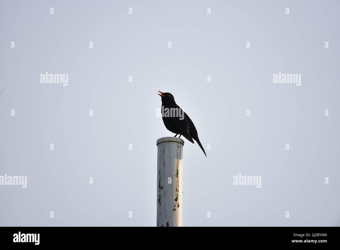 Der männliche Amsel (Turdus merula) thronte auf einem Pole, der im Frühjahr gegen einen frühen Abend in Wales, Großbritannien, den Blauen Himmel sang Stockfoto