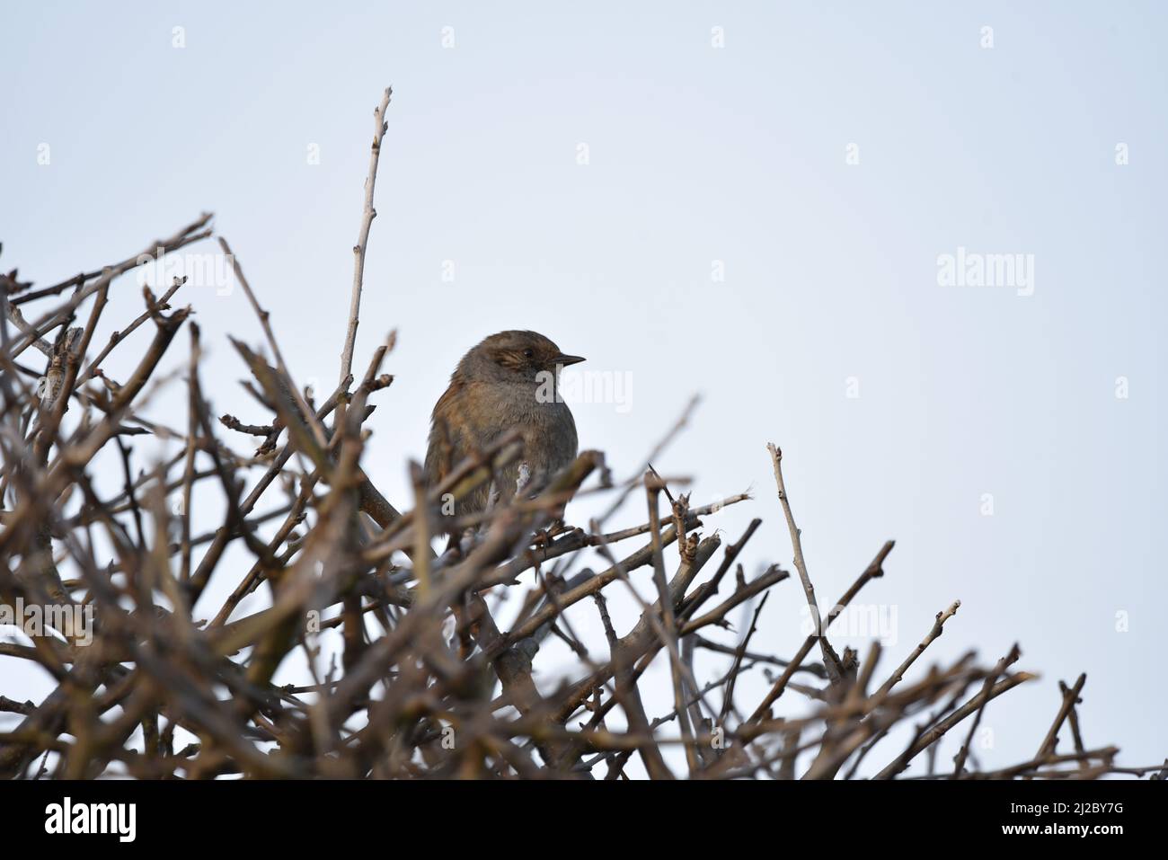 Nahaufnahme eines Dunnock (Prunella modularis) im rechten Profil, Platz nach rechts kopieren, auf einer Hecke an einem späten Nachmittag im Frühjahr, Großbritannien Stockfoto