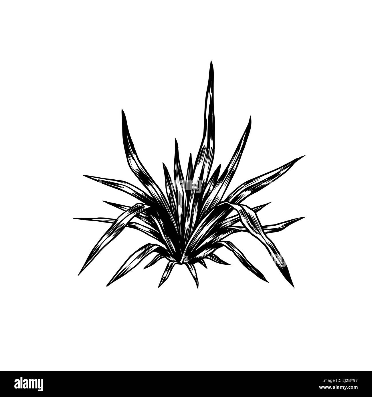 Sukkulent. Tropische Bäume exotische Pflanzen. Östliche Landschaft. Exotische Natur. Linearer Dschungel. Handgezeichnete Skizze im Vintage-Stil. Stock Vektor