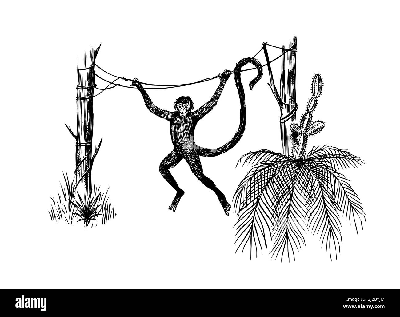 Kokosnusspalme. Affen springen auf Äste. Tropische Bäume exotische Pflanzen. Phoenix- oder Datumsvarianten. Östliche Landschaft. Exotische Natur. Linearer Dschungel Stock Vektor
