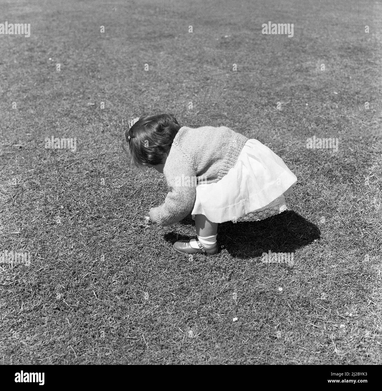 1961, historisch, draußen auf einem Rasen, ein kleines Mädchen, das sich beugte, um eine Gänseblümchen zu holen, England, Großbritannien. Stockfoto