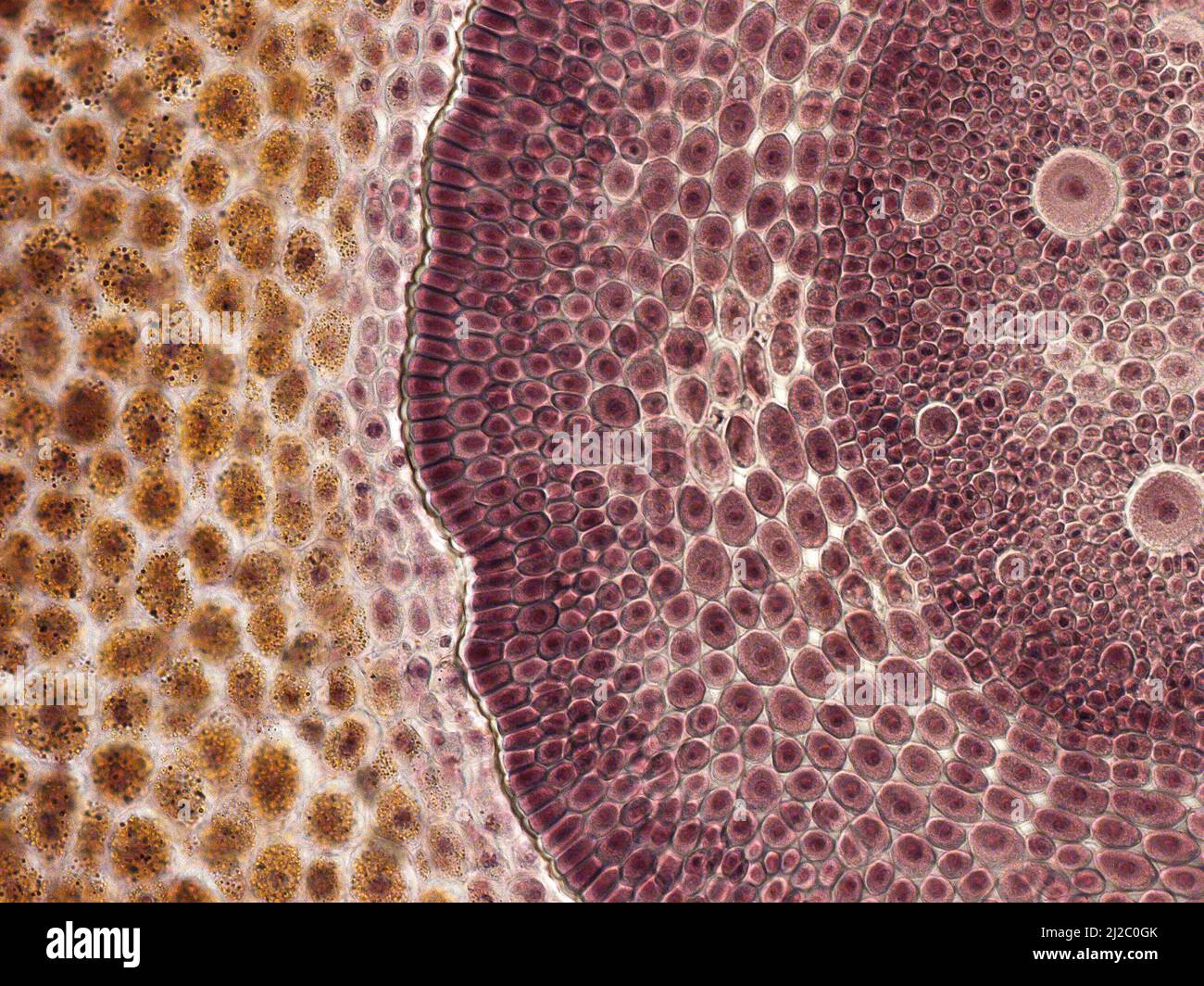 Maiskörner. Ein Interessantes Foto, das mit einem Mikroskop aufgenommen wurde. Querschnitt durch Maiskörner (Zea mays). Stockfoto