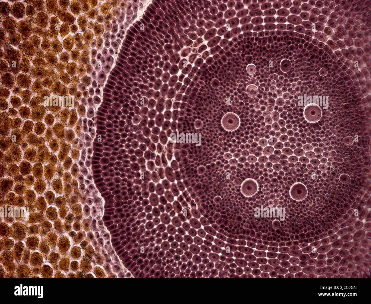 Maiskörner. Ein Interessantes Foto, das mit einem Mikroskop aufgenommen wurde. Querschnitt durch Maiskörner (Zea mays). Stockfoto
