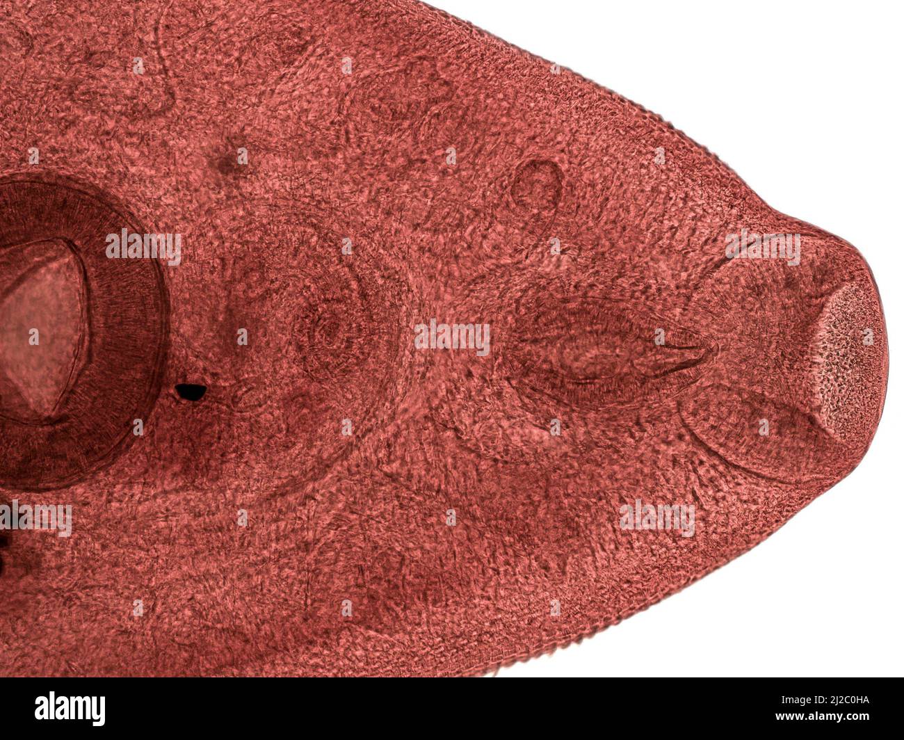Parasitäre Plattwürmer beim Menschen. leberegel (Fasciola hepatica) im Erwachsenenstadium im Lichtmikroskop. Stockfoto