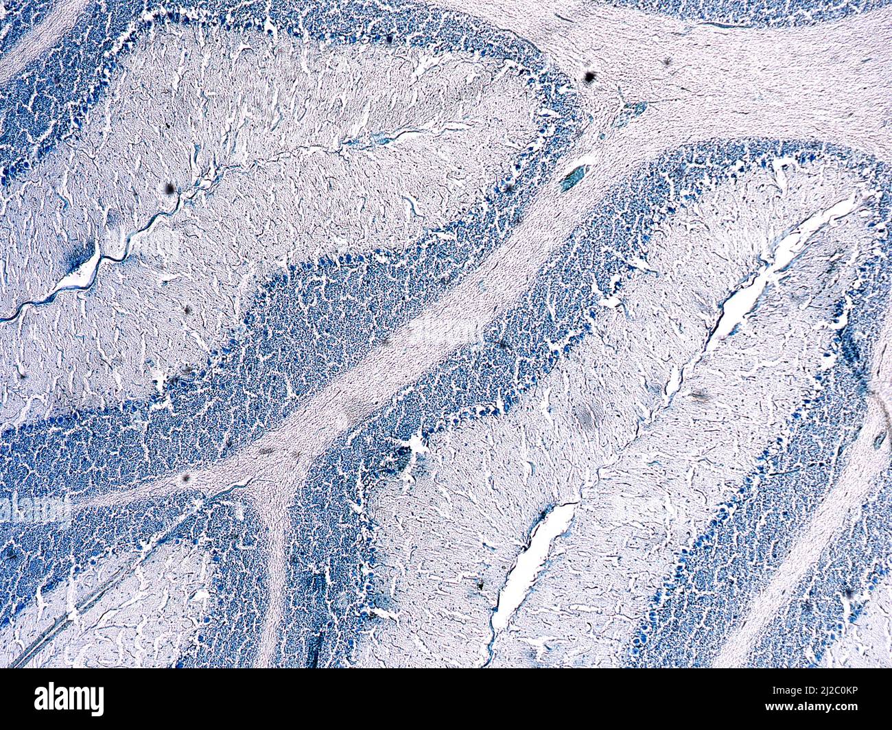 Querschnitt eines Zerebellums. Purkinje-Zellen. Leichte Mikrograph. Cresyl-Violette Färbung (Nissl-Färbung). Stockfoto