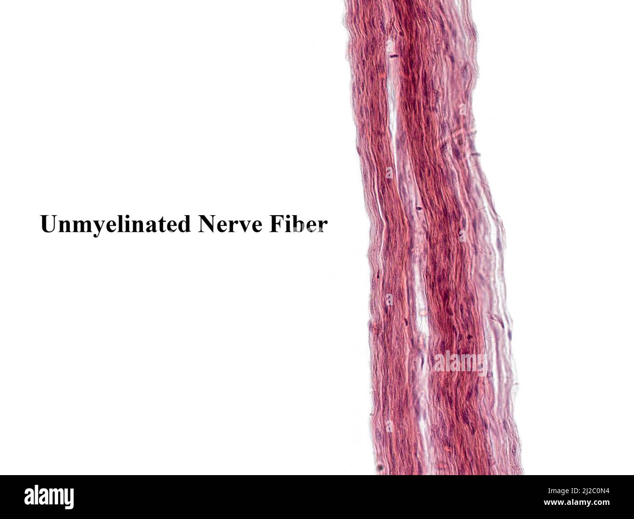 Ein Interessantes Foto, das mit einem Mikroskop aufgenommen wurde. Unmyelinierte Fasern in peripheren Nerven. Längsschnitt. Hematoxylin und Eosin Stainit. Stockfoto