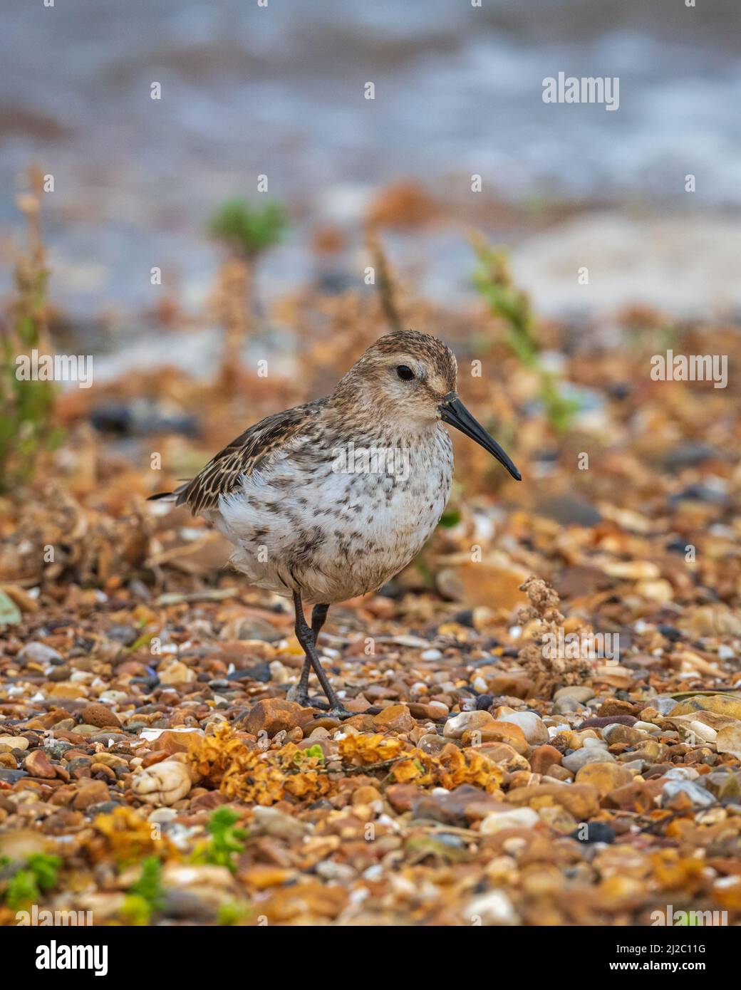 Ein eingefleischter Dunlin, der auf den Steinen am Wasserrand am Strand von RSPB Snettisham in Norfolk, England, Großbritannien, läuft Stockfoto