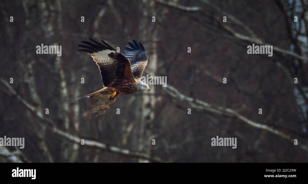 Ein Red Kite Milvus milvus fliegt und hat Gras in seinen Krallen, um ein Nest zu bauen, das beste Foto. Stockfoto