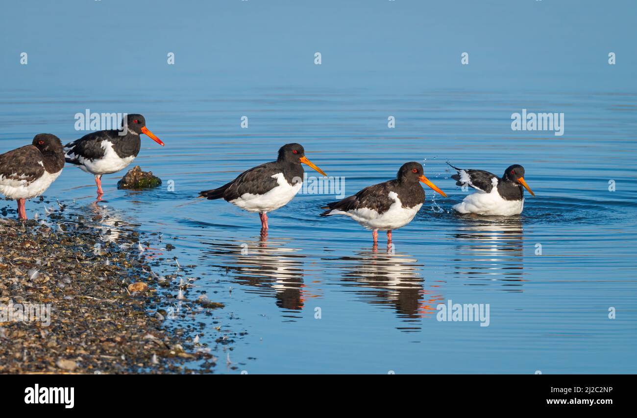 Austernfischer am Rande eines Kiesbands in den Lagunen hinter dem Strand am RSPB Snettisham in Norfolk bei einer Frühlingshochzeit. Stockfoto