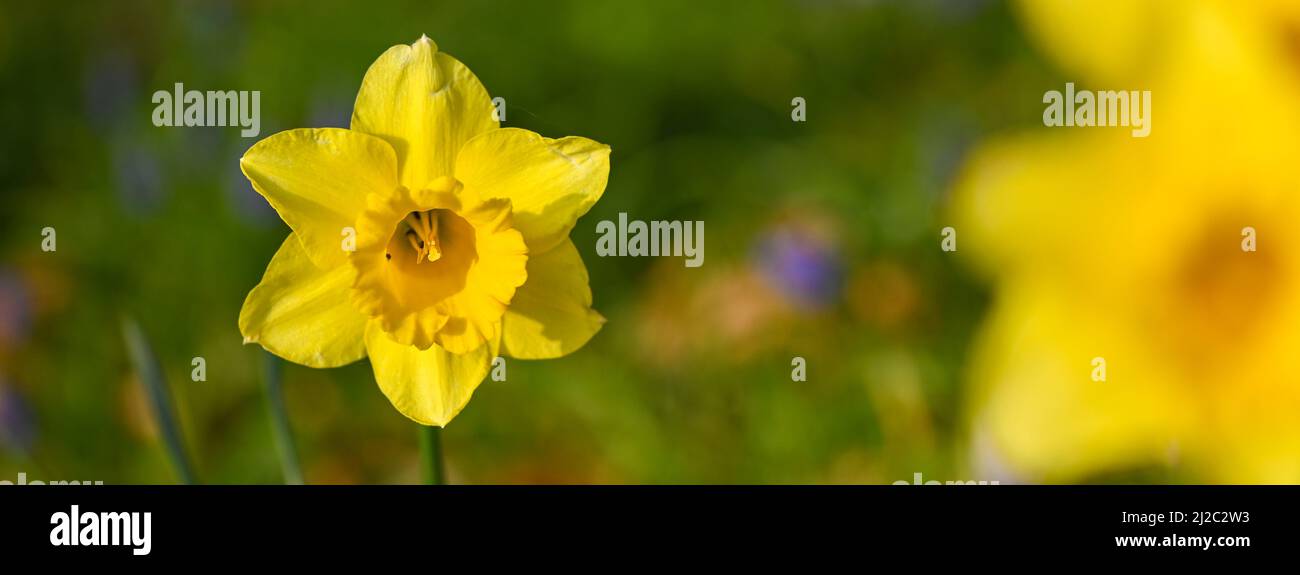 Schöne Nahaufnahme eines Narzissen Stockfoto