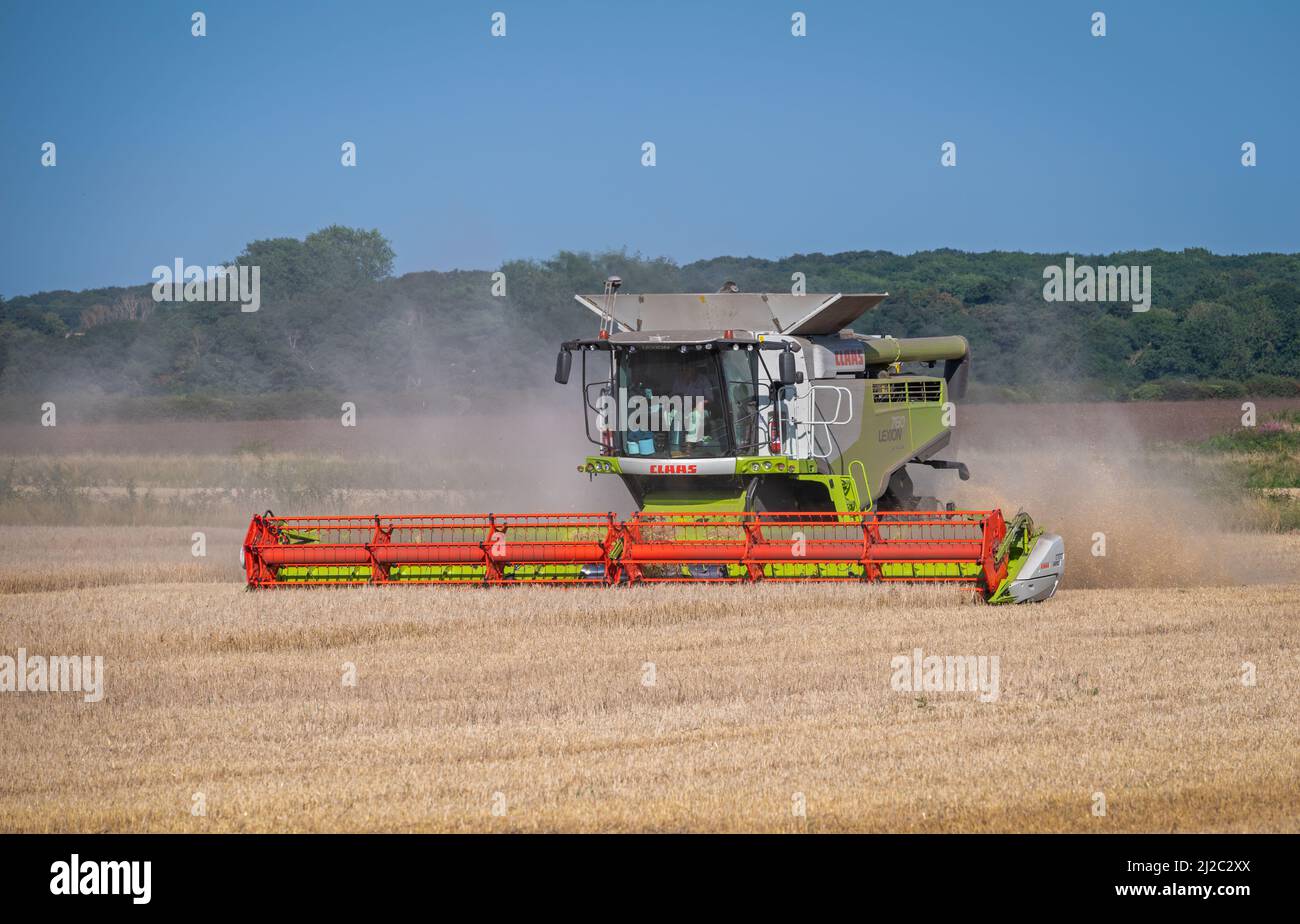 Mähdrescher bei der Arbeit beim Schneiden von Getreide auf einem Feld in Heacham, Hunstanton, Norfolk, England, Großbritannien, An einem hellen Sommertag. Stockfoto