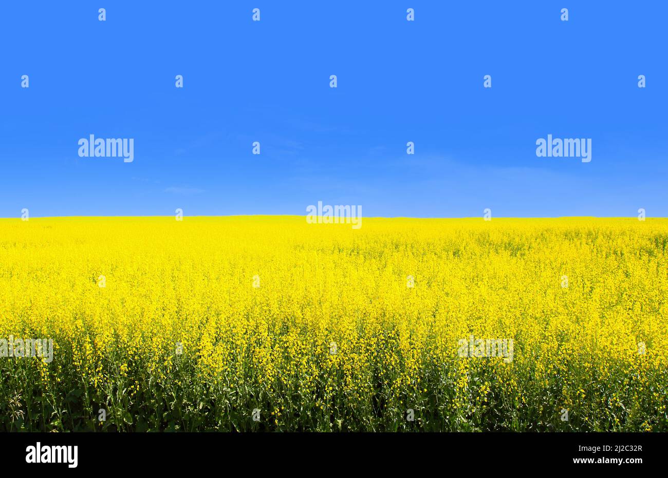 Gelbes Rapsfeld mit blauem Himmel zeigt die Flagge der Ukraine, des drittgrößten Exporteur der Ernte der Welt. Dieses Bild zeigt die Ukraine als eine der Th Stockfoto