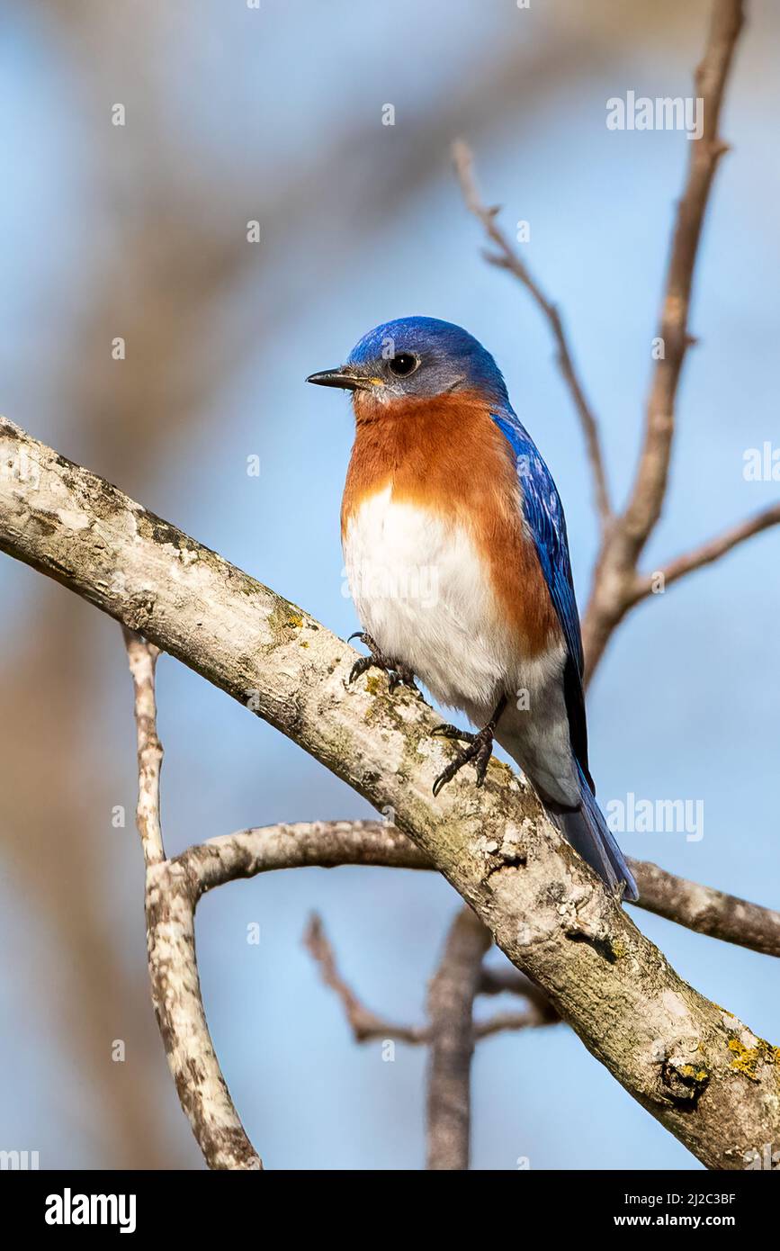 Eastern Bluebird ruht auf einem Ast Stockfoto