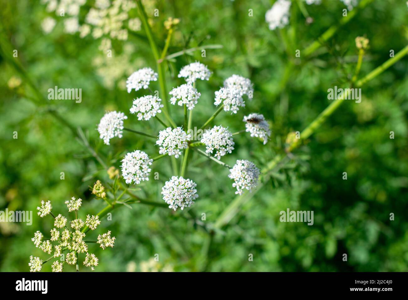 Wasser-Hemlock (Oenanthe crocata), auch bekannt als Totmannfinger, eine blühende Pflanze aus der Karottenfamilie, Apiaceae. Giftige Pflanzen. Stockfoto