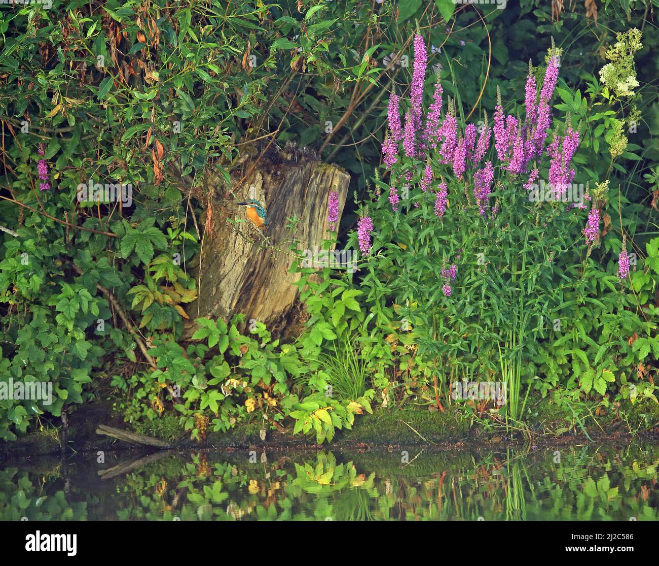 Kingfisher thront am Fluss neben großen violetten Blumen Stockfoto