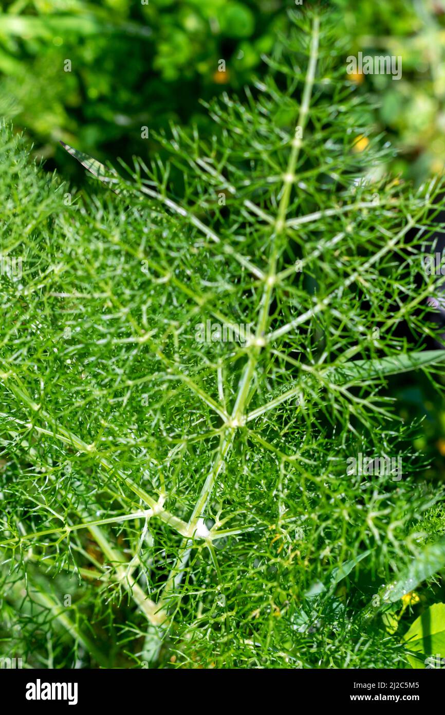 Fenchelpflanze extrem aromatisch mit medizinischen Eigenschaften, Pflanzen, die zum Aufguss oder zum Kochen verwendet werden. Starker Geruch, wenn Fenchel. Fenchel Foeniculum vulgare Stockfoto