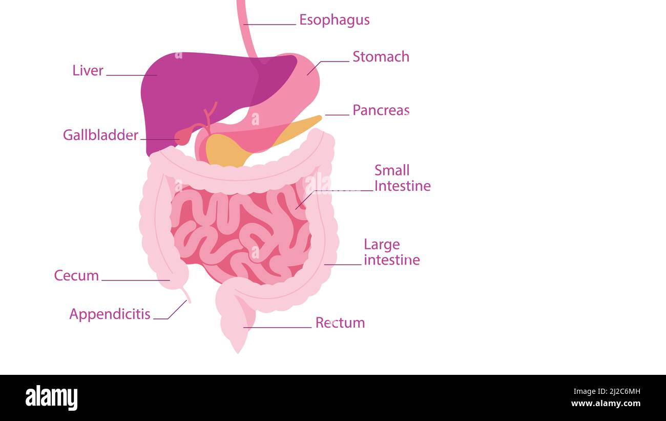Menschliches Verdauungssystem. Teile der menschlichen Bauchhöhle zusammen mit den Unterschriften: Magen, Leber, Darm, Bauchspeicheldrüse, Appendizitis. Vektorgrafik Stock Vektor