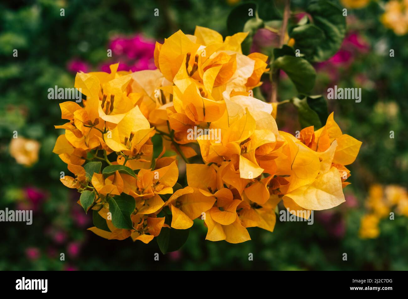 Bougainvillea Gelbe Blume Bunte Zierrebe Pflanze aus der Nähe. Hochwinkelansicht. Isoliert von grünen Blättern. Natur Hintergrund Stockfoto