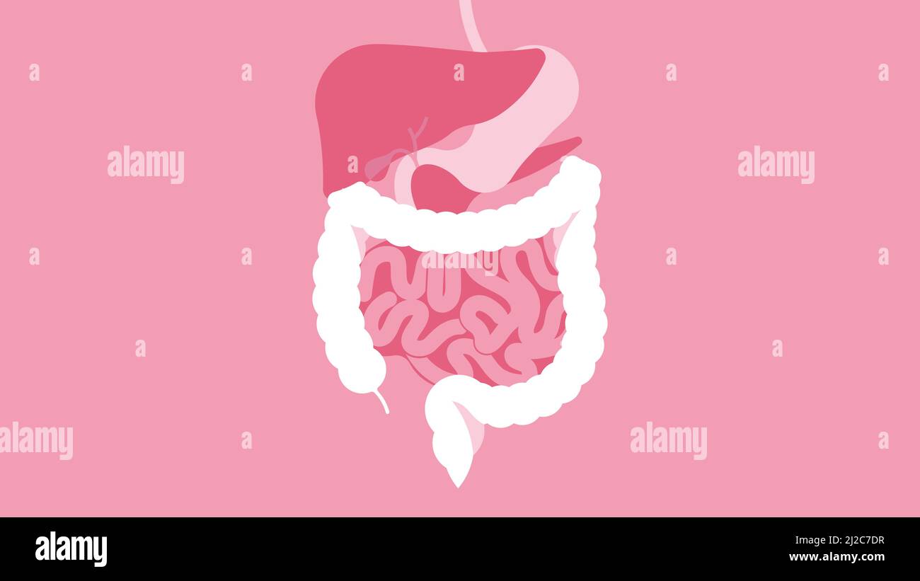 Menschliches Verdauungssystem. Magen, Leber, Milz, Gallenblase, Dünndarm und Dickdarm. Schöne helle Illustration. Menschlicher Körper im Inneren Stock Vektor