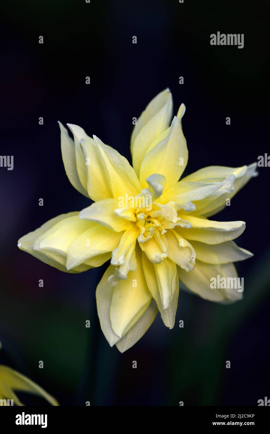 Narcissus, Narzissen, doppelt geblümte Narzissen, gelbe Blüten, Blüte, Frühling, Blütenblätter, Frühling im Garten, Kopierraum, RM Floral Stockfoto