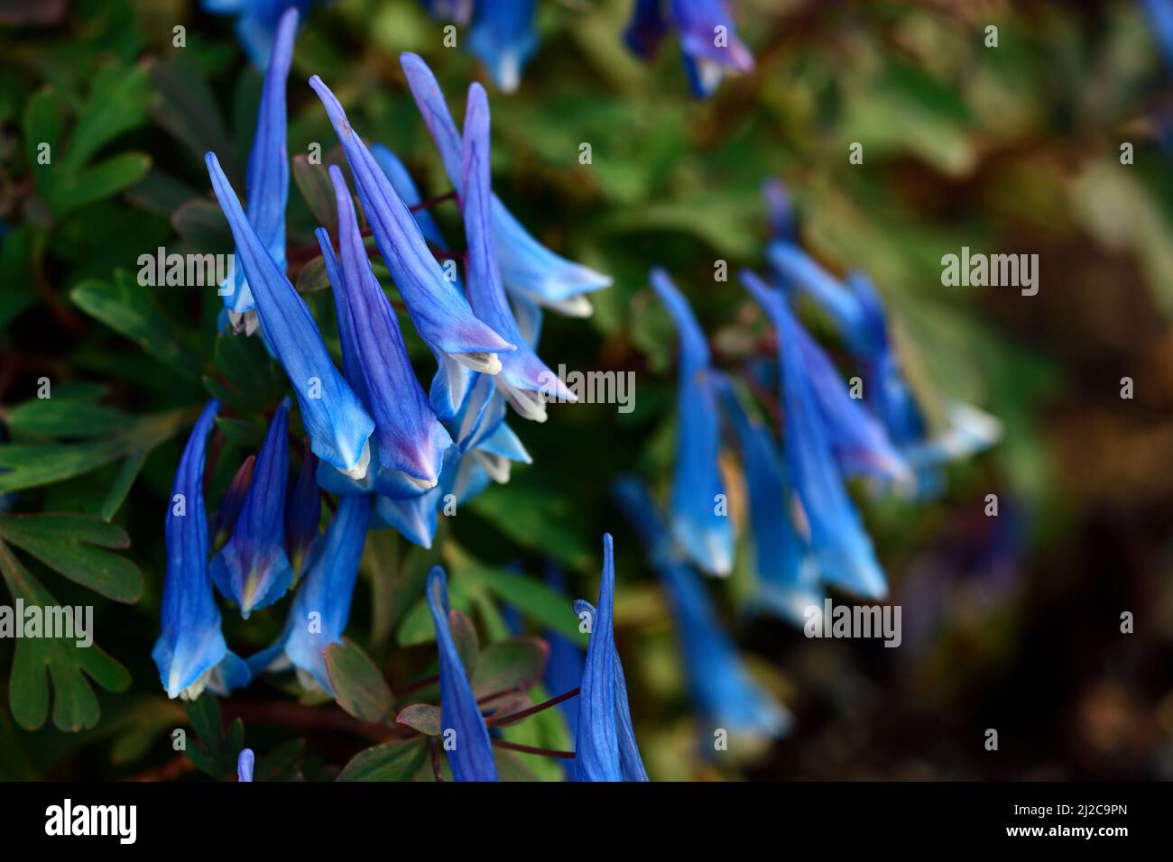 Corydalis curviflora var rosthornii Blaureiher, graublaues Laub, farnähnliche Blätter, tiefblaue Blüten, blaue Blüten, Blume, Blüte, Schatten, schattig, schattig Stockfoto