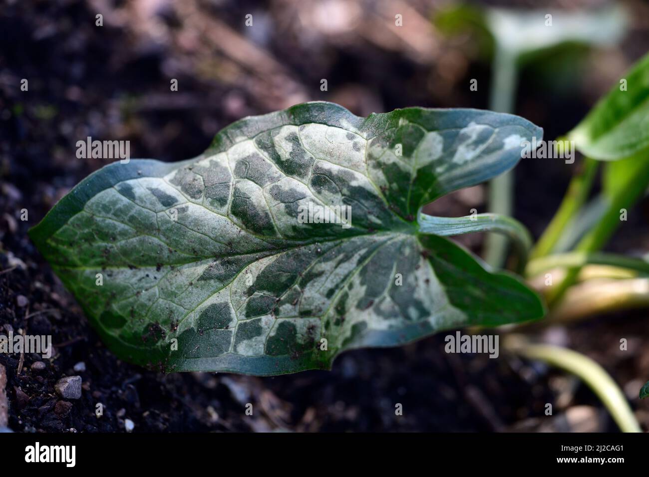 Arum italicum subsp neglectum Monksilber, gefleckt, gepunktet, Blätter, Laub, Grüntöne, Silberfarben, bunt, Herren und Damen, Schatten, schattig, Sha Stockfoto