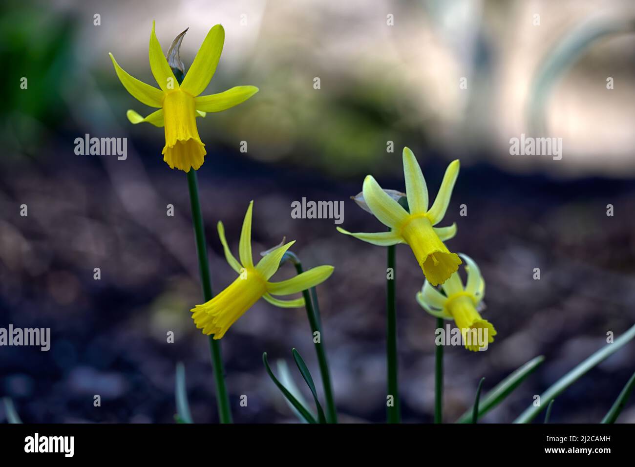 Narcissus cyclamineus Englander, Cyclamen-blühende Narzissen, Arten Narzissen, gelbe Blüten, Blüte, Frühling, reflexartige Blütenblätter, Reflex, Blütenblätter, Frühling im Th Stockfoto