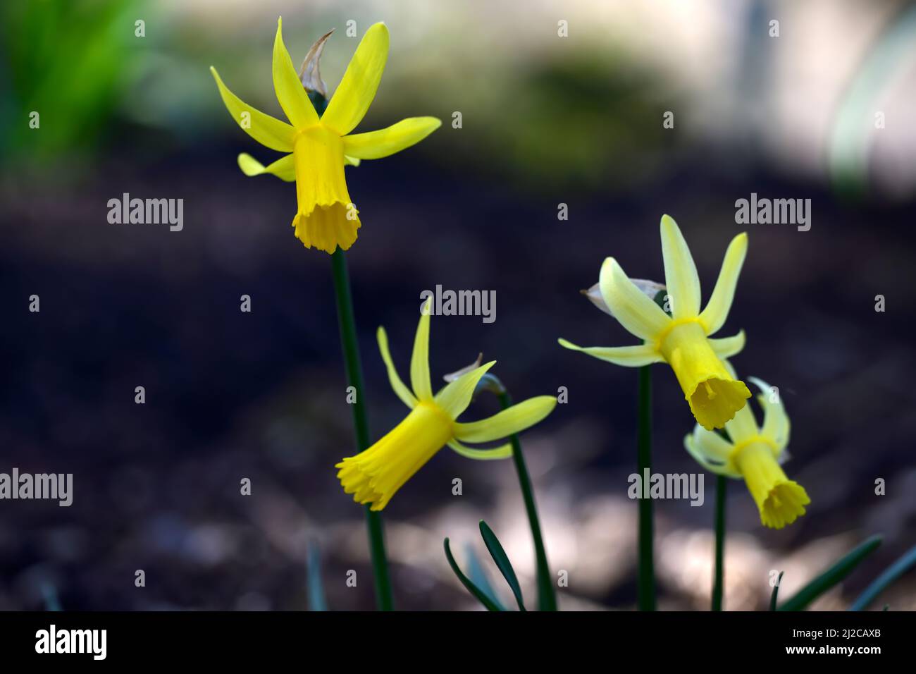 Narcissus cyclamineus Englander, Cyclamen-blühende Narzissen, Arten Narzissen, gelbe Blüten, Blüte, Frühling, reflexartige Blütenblätter, Reflex, Blütenblätter, Frühling im Th Stockfoto