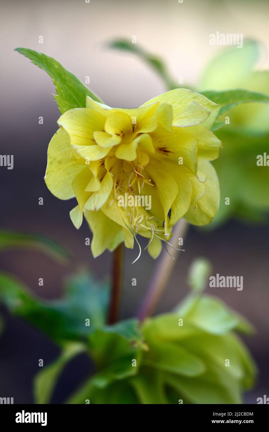 helleborus gelbe Kreuzung, doppelte gelbe Hellebore, Hellebores, gelbe Helleborus Blumen, Frühling, Frühling im Garten, RM Floral Stockfoto