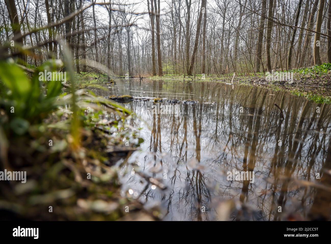 Leipzig, Deutschland. 29. März 2022. Bäume spiegeln sich im Wasser des überfluteten Leipziger Auenwaldes. Im Rahmen des Langzeitprojekts „Paußnitzhochwasser“ wird eine Fläche von fast fünf Hektar im Naturschutzgebiet (NSG) „Elster- und Pleißeauwald“ jährlich 14 Tage lang überflutet. Die bisherigen Ergebnisse waren positiv: Der Baumbestand umfasst zunehmend für den Auenwald typische Gehölze, wie die Feldelme. Außerdem können feuchtigkeitsliebende Schnecken- und Käferarten beobachtet werden. Quelle: Jan Woitas/dpa-Zentralbild/ZB/dpa/Alamy Live News Stockfoto