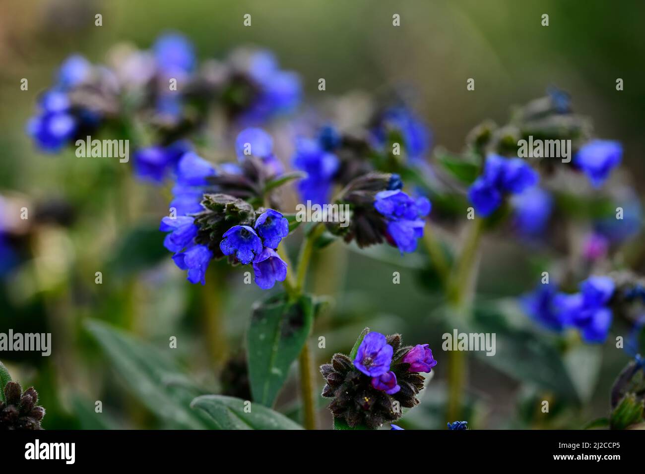 Pulmonaria Miss Elly, Lungwort, blaue Blumen, Stauden, Blume, Blüte, Blumen, Frühling, Garten, RM Blumen Stockfoto