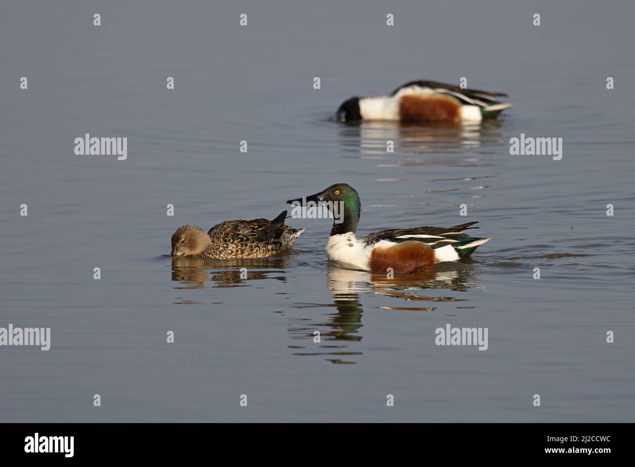 Shoveler (Anas clypeata) drake Head Bobbing Cley Marshes Norfolk GB UK März 2022 Stockfoto