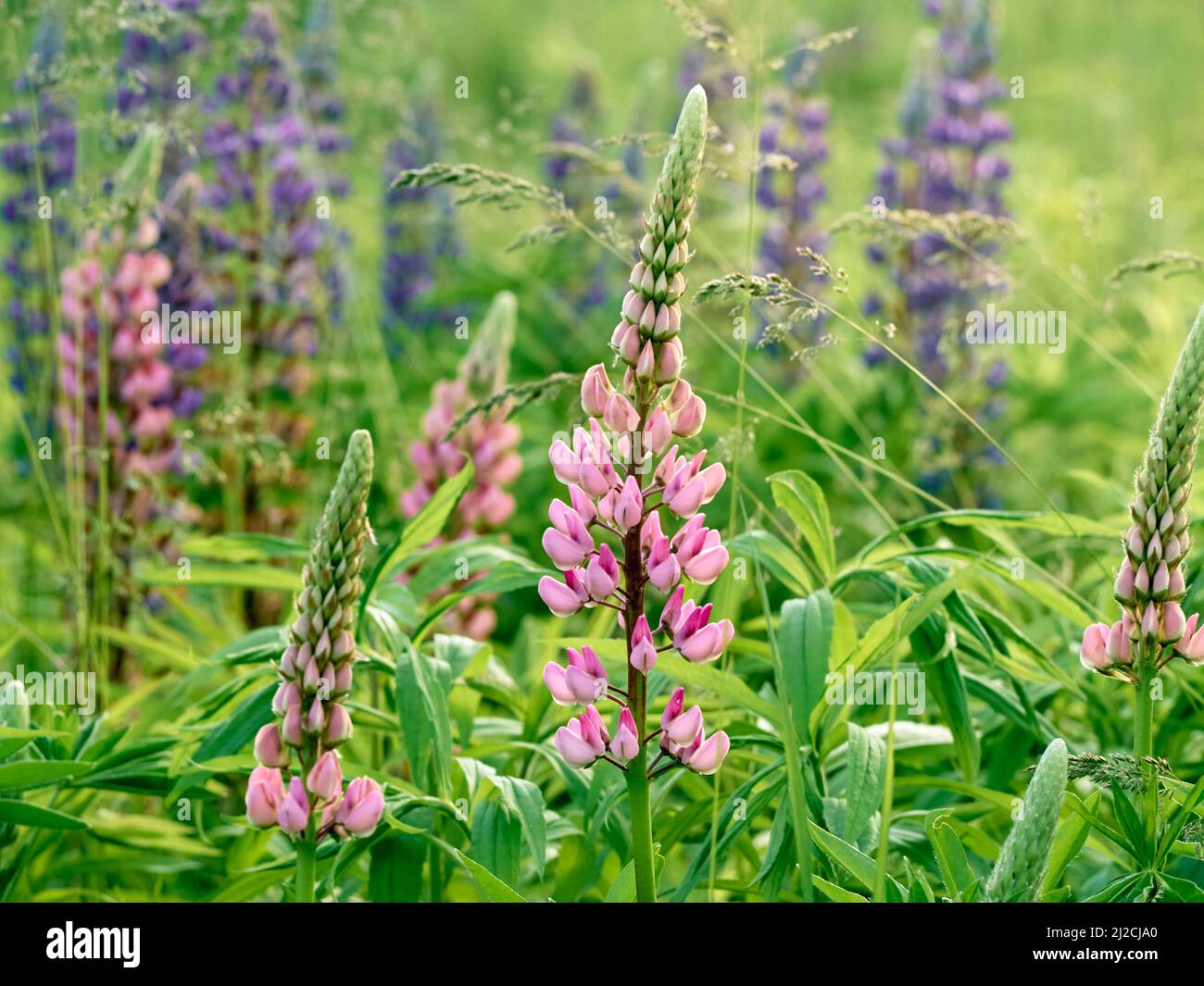 Lupinenblüten blühen auf dem Feld. Stockfoto