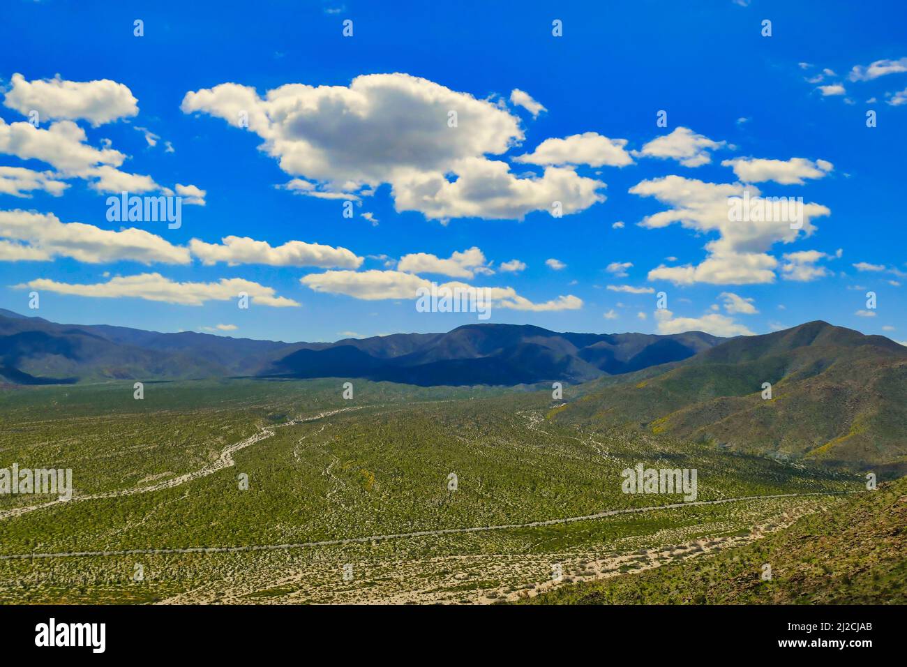 Blick auf Mescal Bajada von Kenyon Blick in der Nähe von Borrego Springs, Anza-Borrego, Kalifornien, USA. Die Wüste sieht nach den Winterregnen leuchtend grün aus Stockfoto