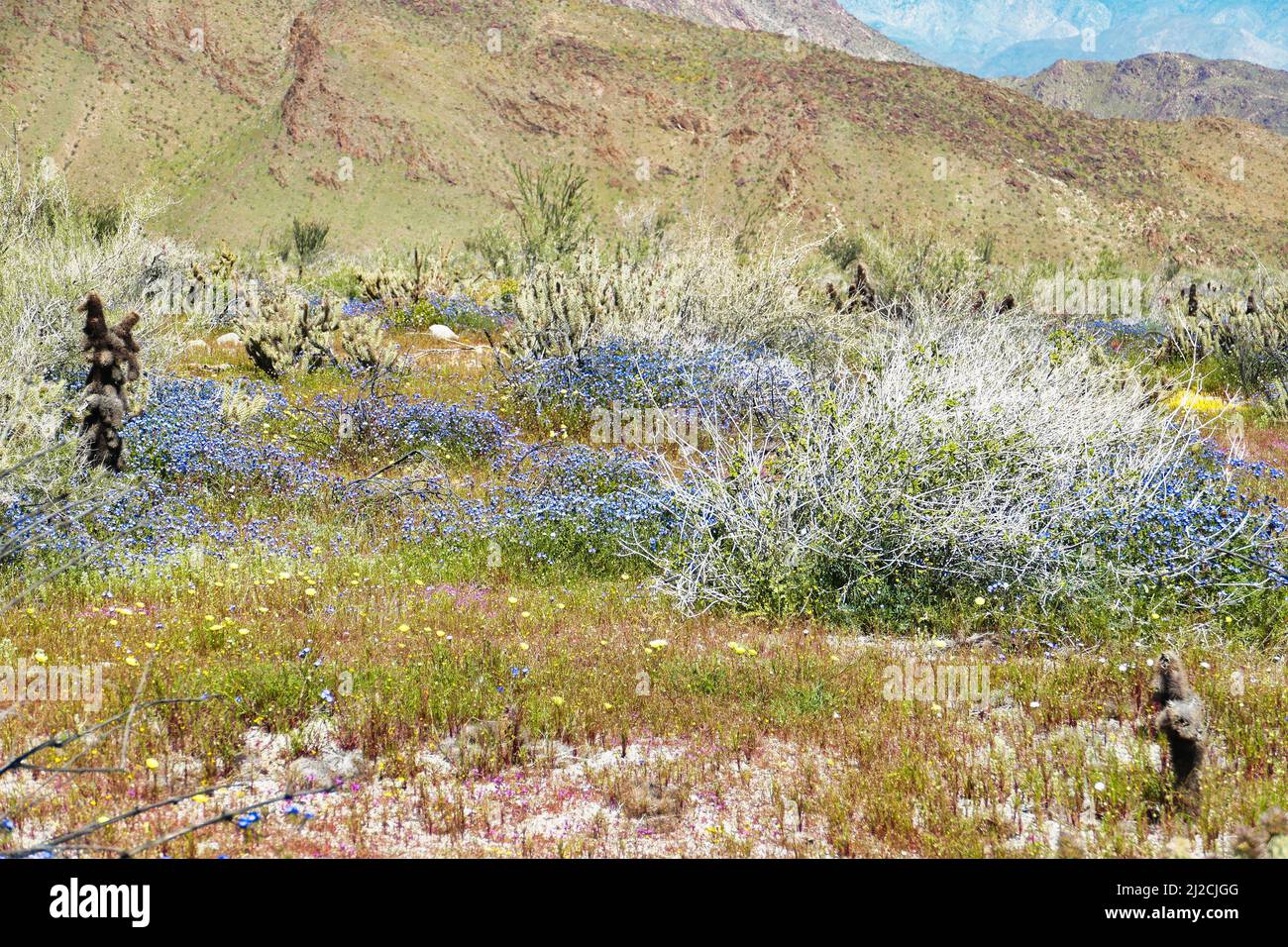 Blaue und violette Wüstenblumen nach Winterregen, im Hellhole Canyon, Borrego Springs, Anza-Borrego Desert State Park, Kalifornien, USA Stockfoto