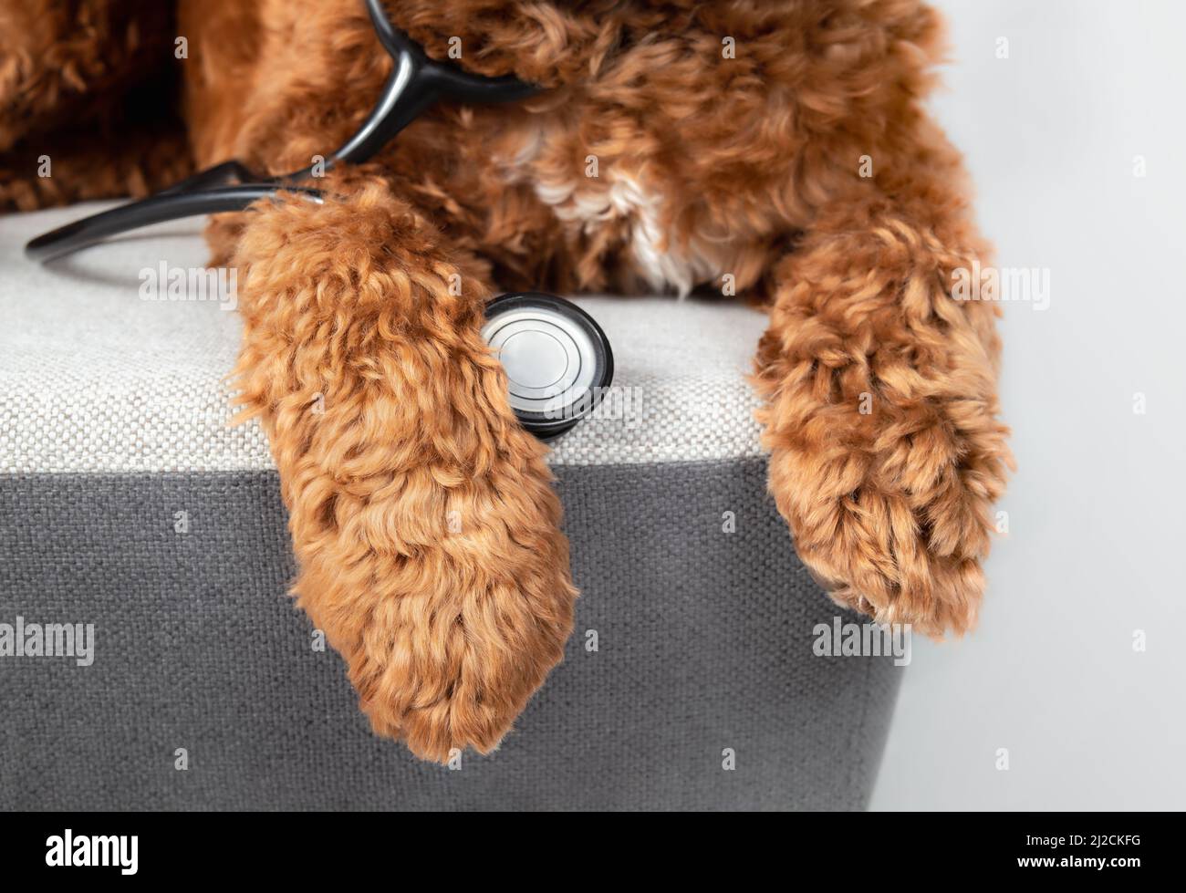 Großer Hund mit Stethoskop, Nahaufnahme. Braun, orange oder apricot Labradoodle Hund auf einem Stuhl mit baumelnden Pfoten. Witziges Konzept für Tierärzte, Tierärzte, Tierärzte Stockfoto