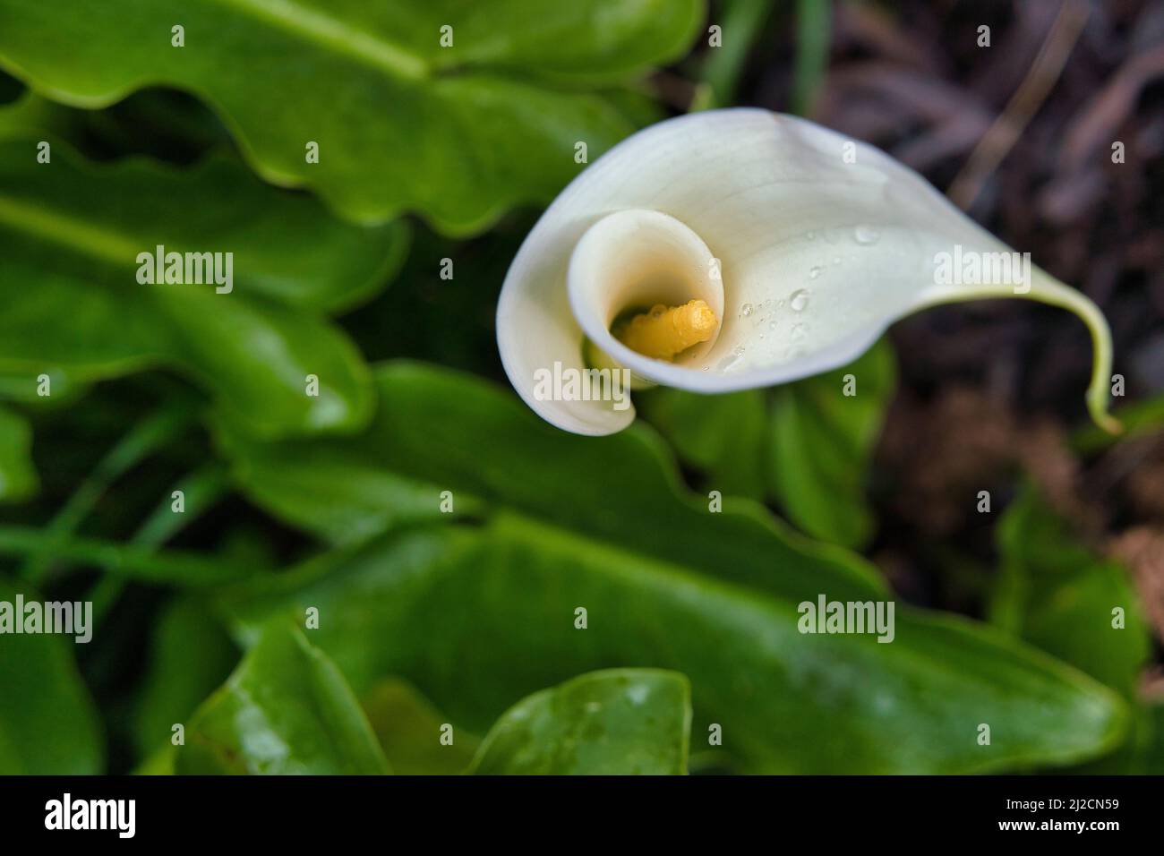 Knospe der Calla Lily Blume mit Tropfen ist auf weißem Hintergrund isoliert Stockfoto