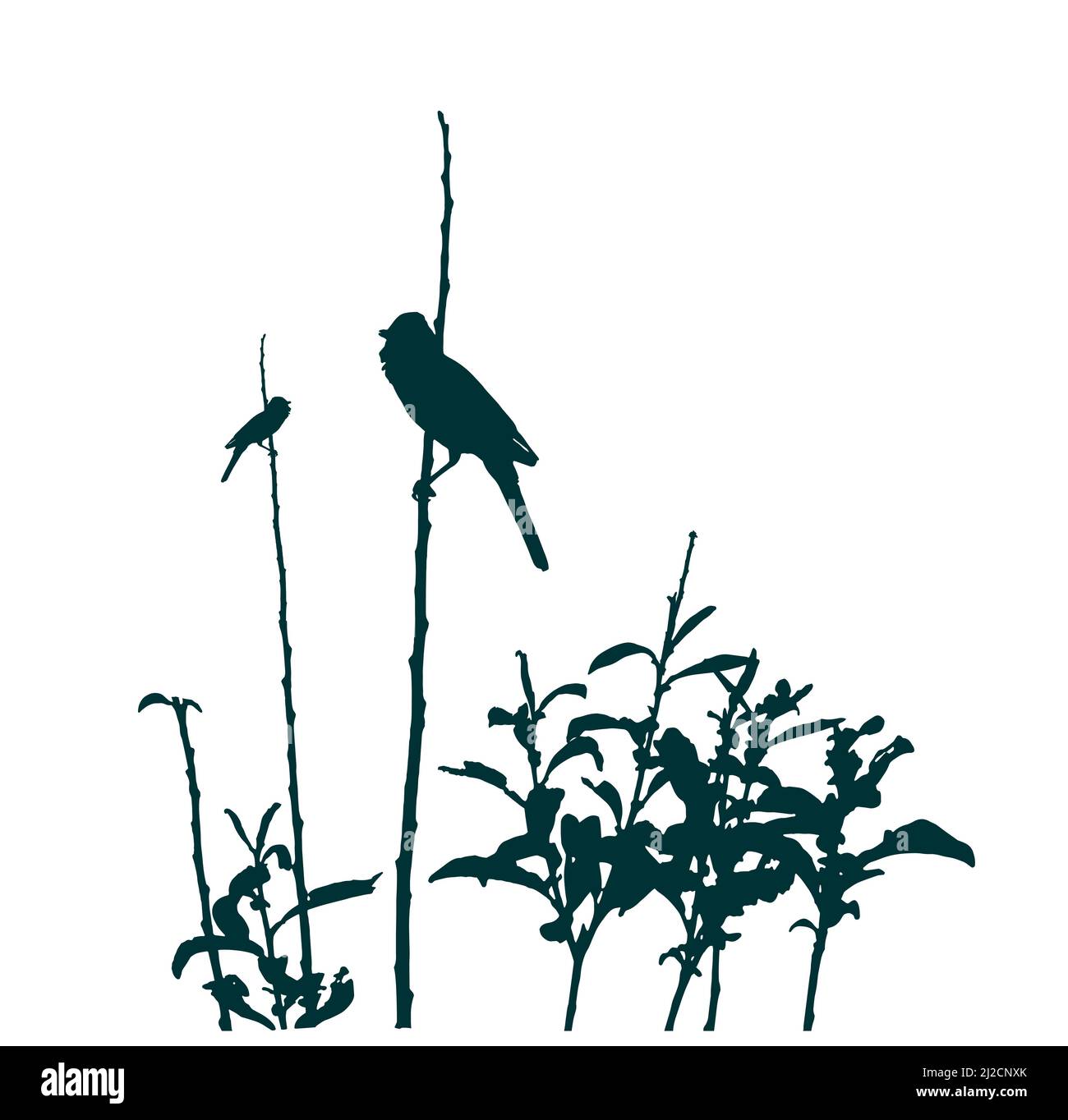 Singvögel auf wilder Vegetation, Silhouette Stock Vektor