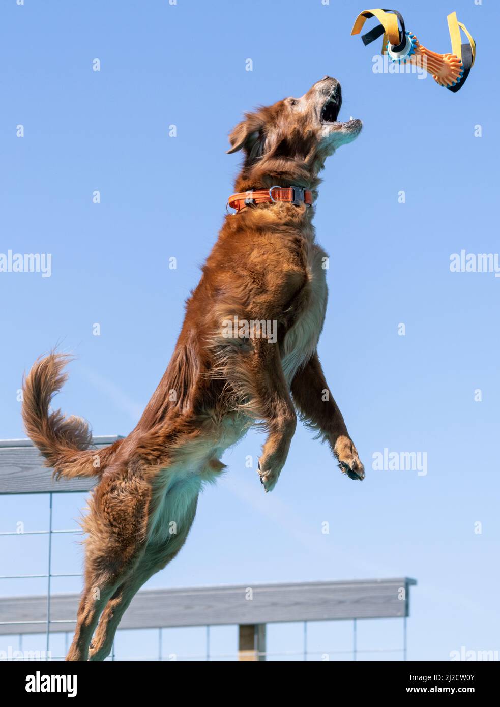 Golden Retriever Hund, der nach einem Sprung von einem Dock ein Spielzeug schnappt Stockfoto