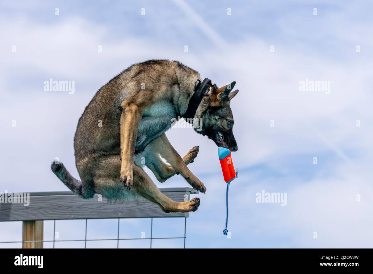 Deutscher Schäferhund springt von einem Dock und packt ein Spielzeug Stockfoto